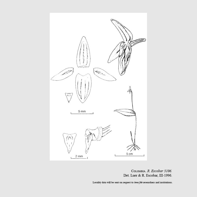 Pleurothallis orecta